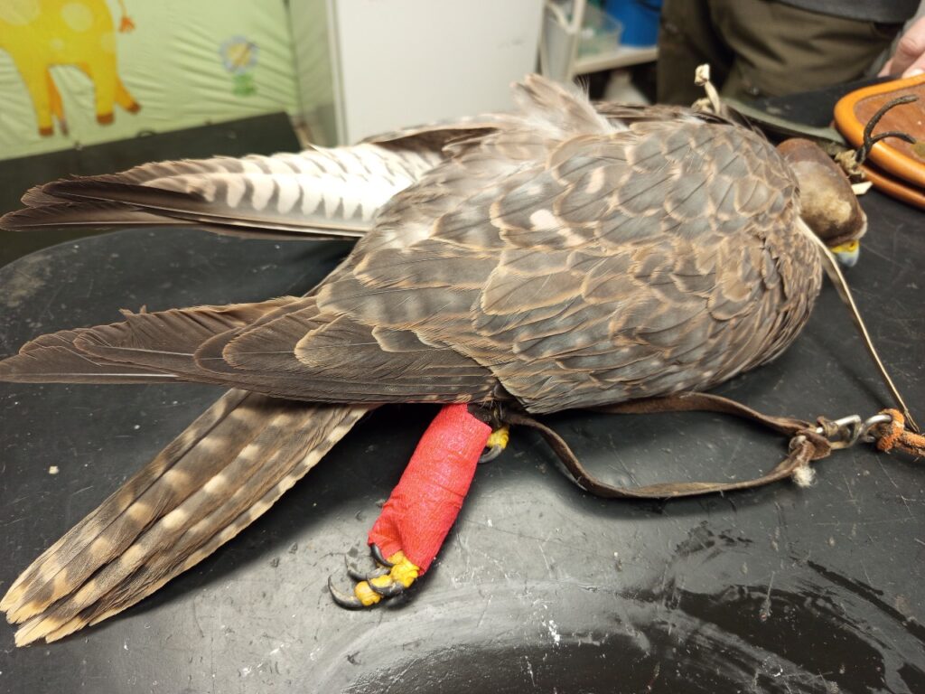 Vzácný Raroch velký po operaci