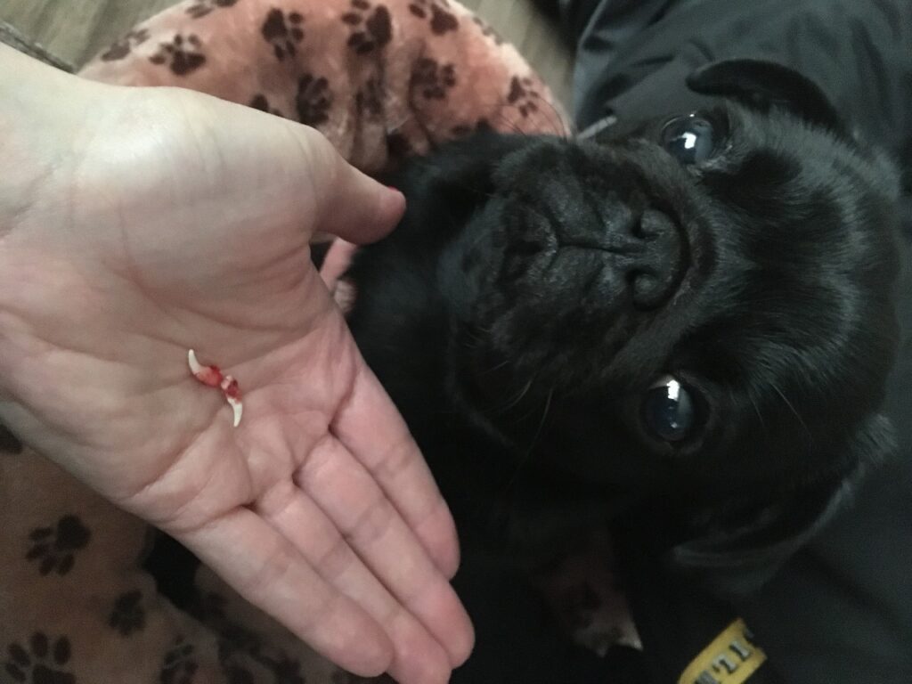 Mopsík Galinka po extrakci mléčných špičáků