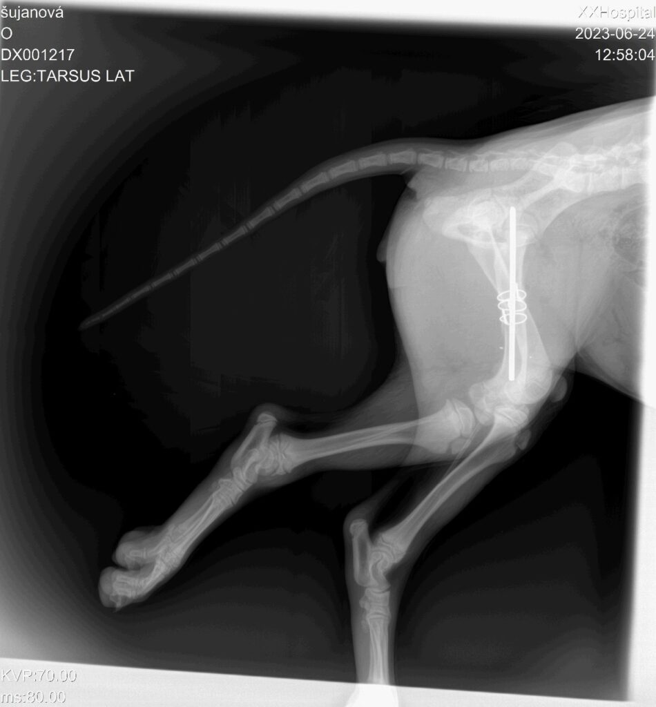 Zlomenina stehenní kosti u štěněte retrívra