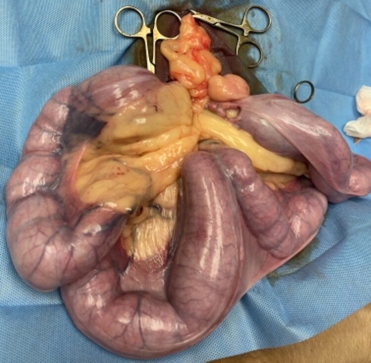 Pyometra-snad nejčastější zákrok v naší ordinaci