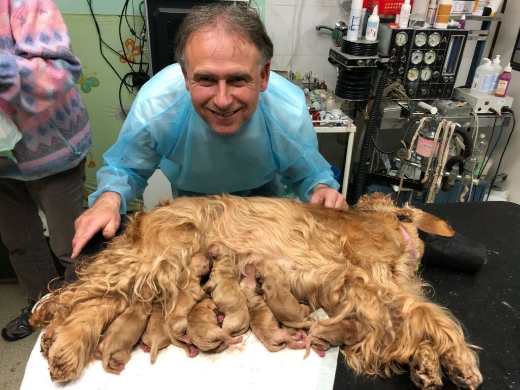 Se štěňátky kokršpanělky Angie , kterým jsem pomohl na svět císařským řezem