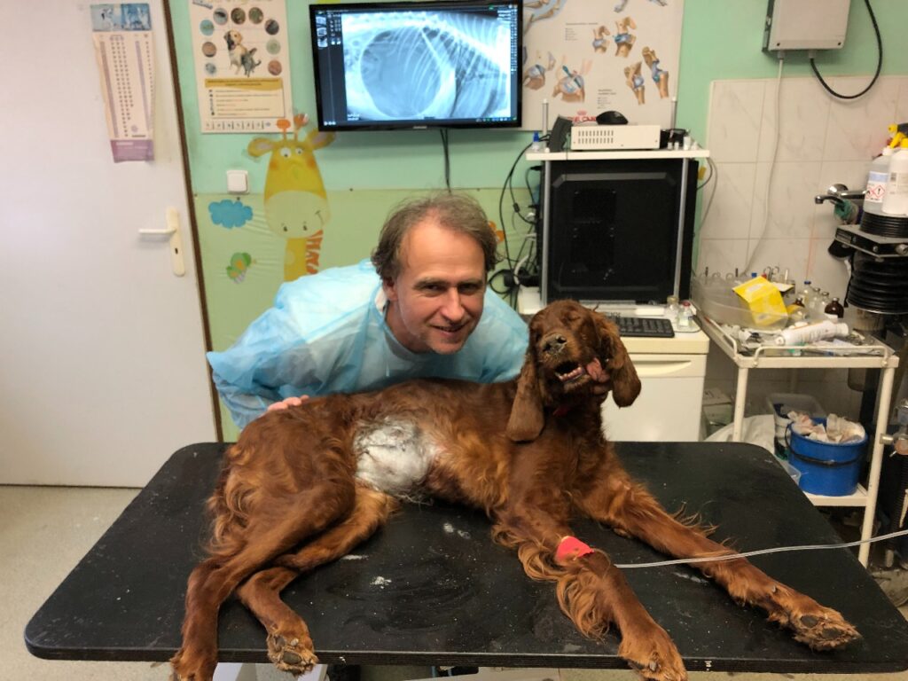 Fena irského setra po operaci torze žaludku