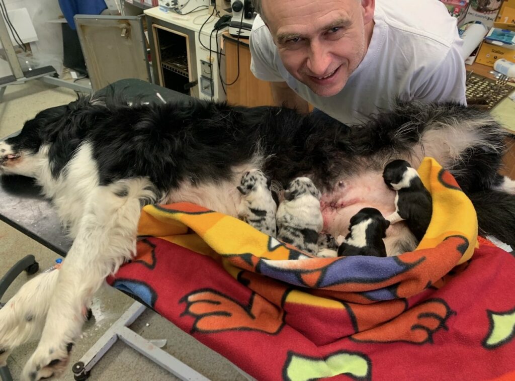 Po císařském řezu fenky border kolie Amy s pěti štěňaty