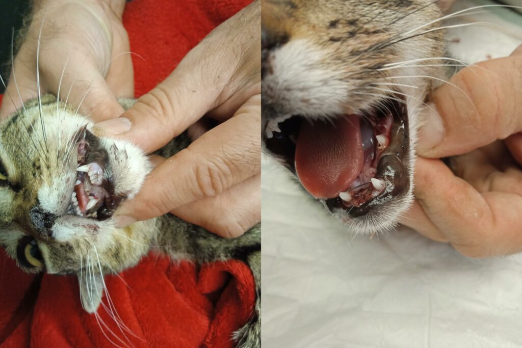 Kočka po fixaci čelisti