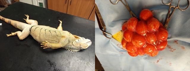 Retence folikulů u leguána